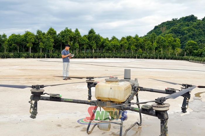 Anh Bùi Việt Hùng, phường Chiềng Cơi sử dụng máy bay nông nghiệp chăm sóc diện tích cây trồng.