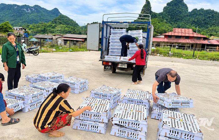 Người dân xã Vĩnh Thông được hỗ trợ gà giống để phát triển chăn nuôi.