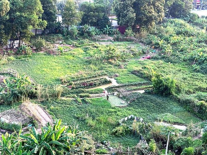 Người dân quanh khu vực biến công viên thành vườn rau, bãi chuối