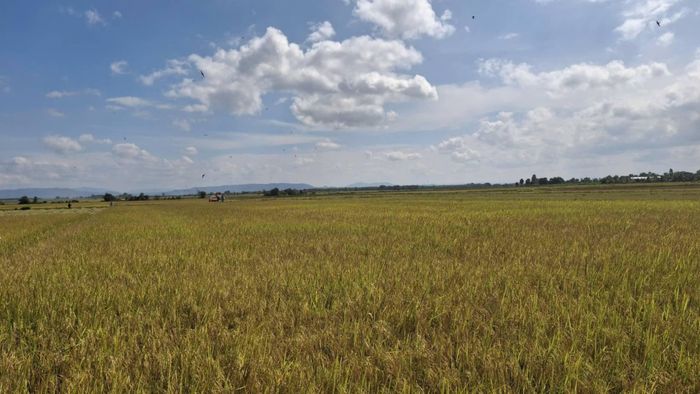 Số hóa nhật ký canh tác trên ứng dụng Farming.vn giúp nông dân Ea Súp chuẩn hóa quy trình sản xuất và đáp ứng yêu cầu truy xuất nguồn gốc. (Ảnh: C.H)