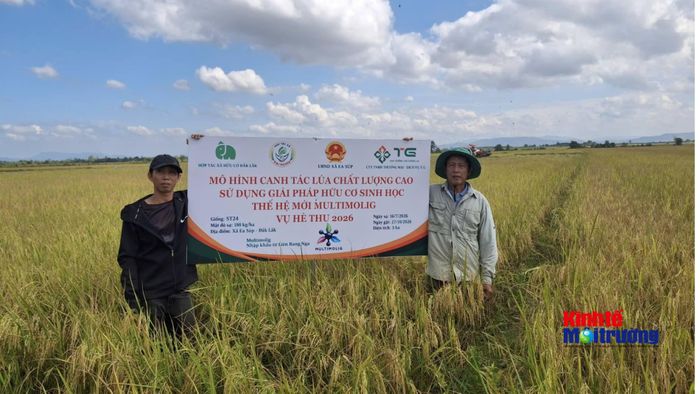 Sự kết hợp giữa công nghệ sinh học và mô hình liên kết bao tiêu đầu ra giúp giảm thất thoát logistics và nâng cao thu nhập cho người trồng lúa. (Ảnh: C.H)