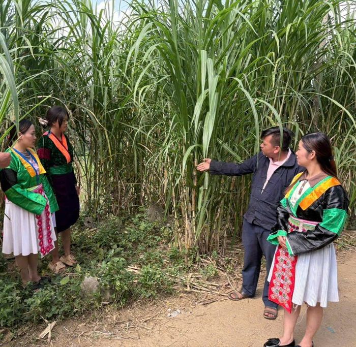 Bí thư chi bộ Sùng Mí Có chia sẻ về mô hình trồng cỏ voi để tạo sinh kế, thu nhập cho bà con xóm Lũng Mần. Ảnh: NVCC