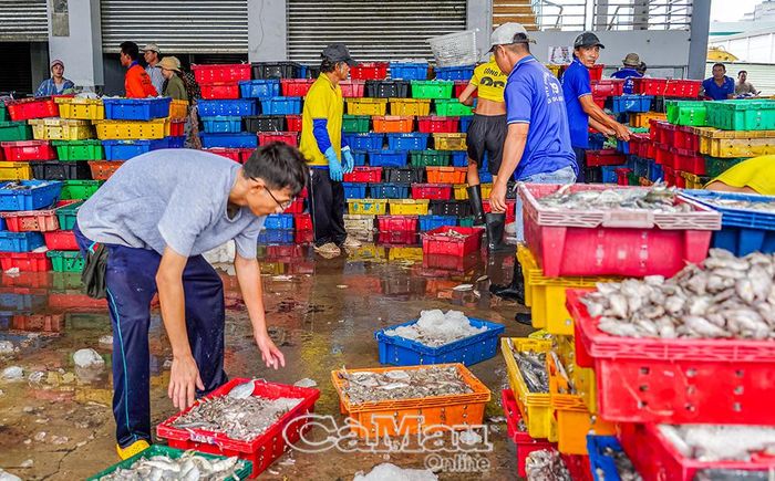 Hoạt động bốc dỡ thuỷ sản diễn ra nhộn nhịp tại Cảng cá Sông Ðốc.