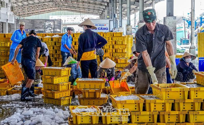 Cá được phân loại, cân và vận chuyển đi tiêu thụ.