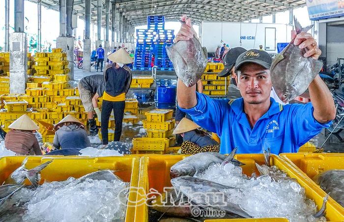 Thuỷ sản tươi được đưa về cảng, phục vụ nhu cầu thu mua và tiêu thụ.