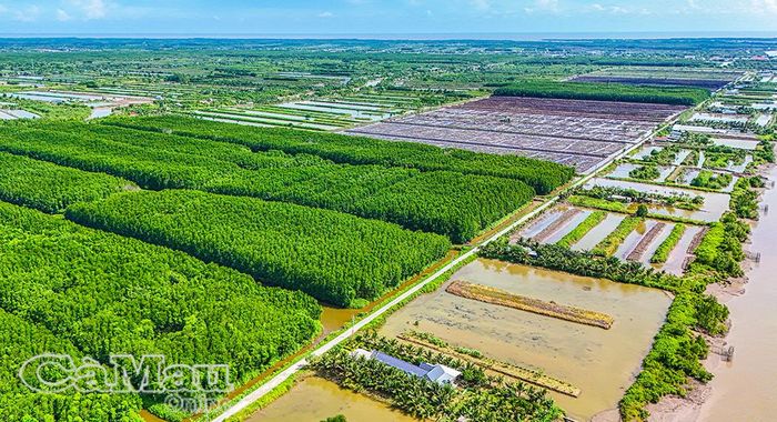 Mô hình tôm - rừng ở xã Tam Giang.