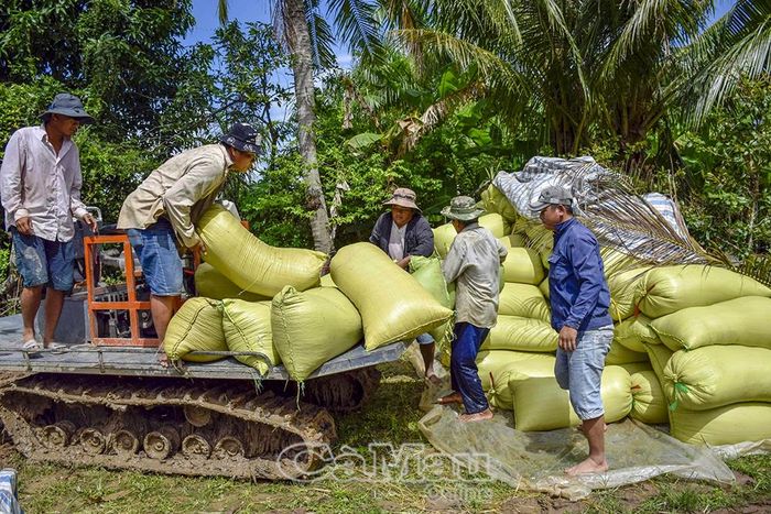 Người dân Xã Trần Văn Thời thu hoạch, vận chuyển lúa hữu cơ, phát huy thế mạnh sản xuất nông nghiệp, hướng đến mô hình canh tác tuần hoàn xanh, bền vững.