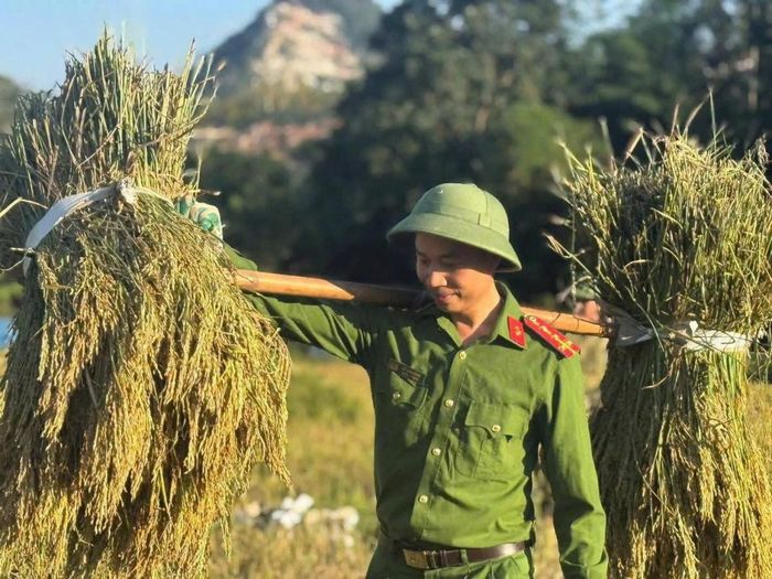 Dưới cái nắng oi ả, các lực lượng không quản ngại vất vả gánh từng bó trĩu hạt về tận nhà.