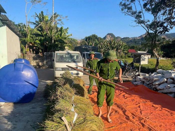 Sự chung tay kịp thời giúp các hộ dân giảm bớt khó khăn về nhân lực, đẩy nhanh tiến độ thu hoạch.