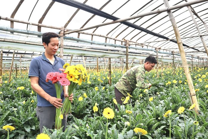 Mô hình trồng hoa đồng tiền tại Tháp Thượng, xã Đan Phượng. Ảnh: NM