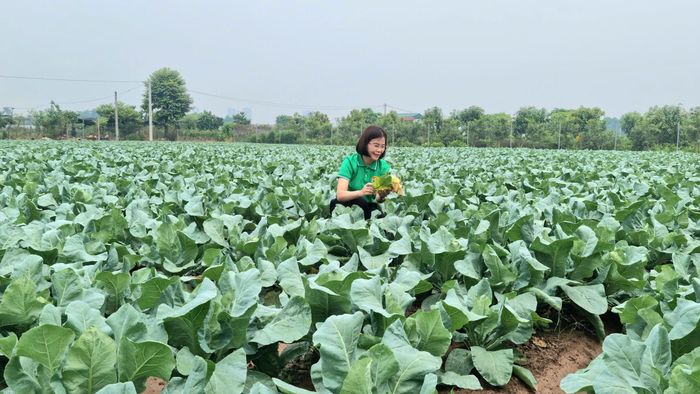 Xã Bát Tràng phát huy lợi thế vùng rau chuyên canh, nâng cao giá trị nông sản và đáp ứng ngày càng tốt hơn yêu cầu về an toàn thực phẩm của người tiêu dùng. Ảnh: PV