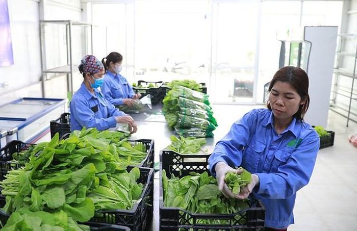 Đóng gói rau an toàn tại xã Gia Lâm (thành phố Hà Nội). Ảnh: HNM.