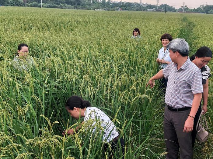 Chi Cục Trồng trọt và Bảo vệ thực vật Hà Nội, Trung tâm Dịch vụ tổng hợp xã Thư Lâm thăm đồng kiểm tra bệnh rầy nâu gây hại trên lúa. Ảnh: TL