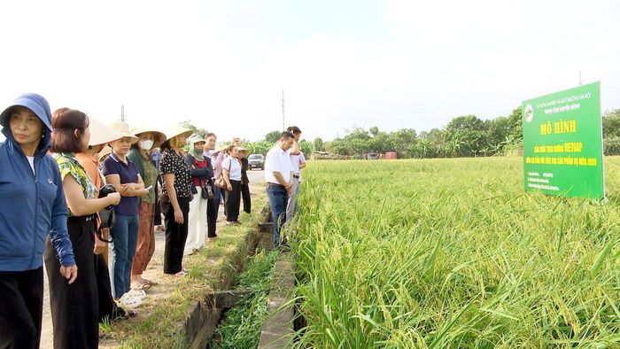 Kết quả mô hình 200 ha lúa theo hướng VietGAP, hữu cơ tại Thư Lâm mở ra hướng phát triển vùng lúa hàng hóa chất lượng cao, nâng cao giá trị nông sản và thu nhập cho người nông dân. Ảnh: TL