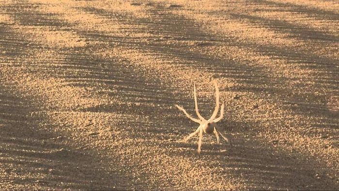 Một vài loài sinh vật khác trong tự nhiên cũng có khả năng lăn, như loài nhện bánh xe vàng ở Namibia chuyên lộn nhào xuống các triền cát. Ảnh: IFL Science