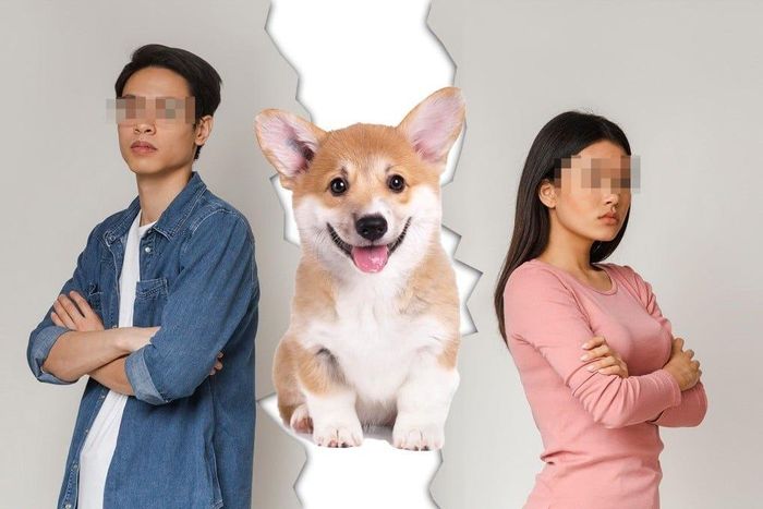  Nhiều người trẻ ở Trung Quốc tranh chấp quyền nuôi thú cưng sau khi chia tay. Ảnh minh họa: SCMP.