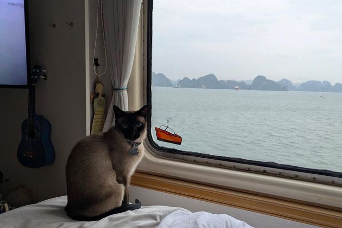 Mèo Captain trên du thuyền thời điểm khám phá vịnh Hạ Long, Việt Nam. Ảnh: Holly Hennessy/CNN.