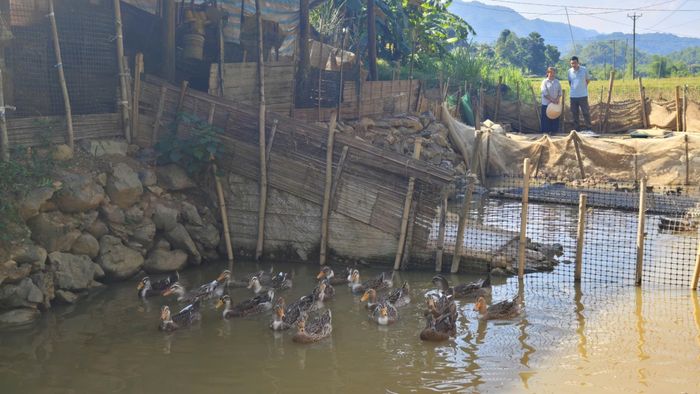 Phóng viên báo Thể thao và Văn hóa đến thăm trang trại vịt Cổ Lũng của chị Hà Thị Hưng. Ảnh: Huy Thông