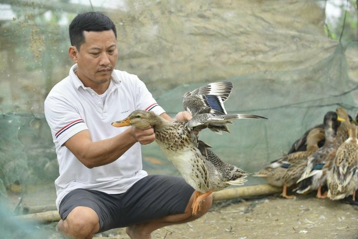 Vịt Cổ Lũng được nuôi chăn thả 4 tháng là có thể xuất bán. Ảnh: Khiếu Tư