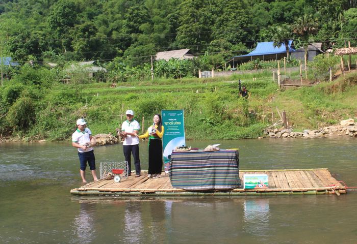 Không gian phiên livestream được tổ chức tại khu Cầu Piêng Lý, thôn La Ca (xã Cổ Lũng), nơi được coi là cái nôi của vịt Cổ Lũng. Ảnh: Hoa Mai