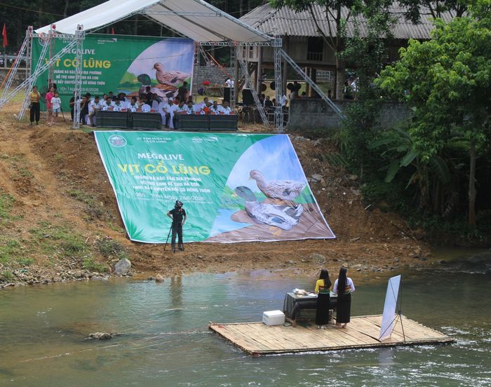 Nhằm hỗ trợ người chăn nuôi tiêu thụ sản phẩm, quảng bá nông sản đặc trưng của địa phương và thúc đẩy chuyển đổi số, UBND xã miền núi Cổ Lũng (tỉnh Thanh Hóa) tổ chức các chương trình livestream bán hàng, giới thiệu, quảng bá và kết nối tiêu thụ sản phẩm vịt Cổ Lũng. Đây được coi đây là bước đi đột phá đưa sản phẩm nông sản đặc sản của địa phương tiếp cận trực tiếp với người tiêu dùng. Từ đó tìm được đầu ra ổn định và từng bước khẳng định giá trị trên thị trường số cho thương hiệu vịt Cổ Lũng. Ảnh: Hoa Mai
