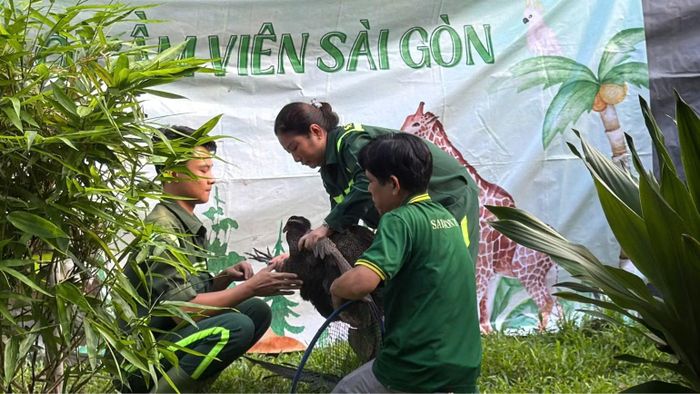 Công tác bắt giữ, chuyển giao trước khi mang trĩ sao đến Vườn quốc gia Bạch Mã. (Ảnh: Thảo cầm viên Sài Gòn cung cấp).
