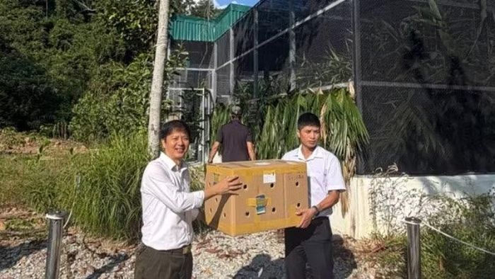 Các cá thể trĩ sao từ Thảo Cầm Viên Sài Gòn đã đến Vườn quốc gia Bạch Mã. (Ảnh: Thảo cầm viên Sài Gòn cung cấp).
