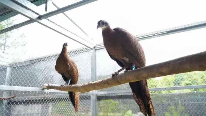 Vườn quốc gia Bạch Mã và Công ty trách nhiệm hữu hạn một thành viên Thảo Cầm Viên Sài Gòn hợp tác nghiên cứu, bảo tồn và phát triển quần thể Trĩ sao. (Ảnh: Vườn quốc gia Bạch Mã cung cấp)