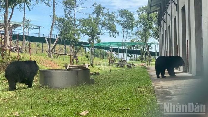 Những chú gấu đang được chăm sóc tại Trung tâm Cứu hộ gấu Việt Nam tại Vườn quốc gia Bạch Mã (Ảnh: Dương Quang Tiến)