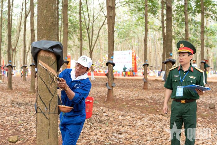 Các tuyển thủ Đoàn Kinh tế - Quốc phòng 717 thực hiện những đường cạo chính xác trong phần thi thực hành khai thác mủ cao su.