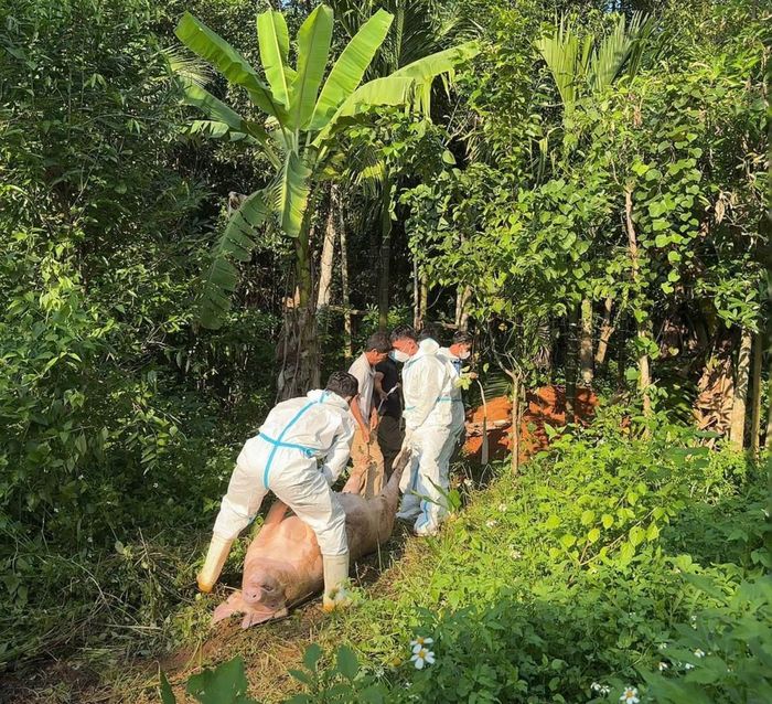 Lực lượng chức năng xã Tiên Phước tiêu hủy lợn mắc bệnh.