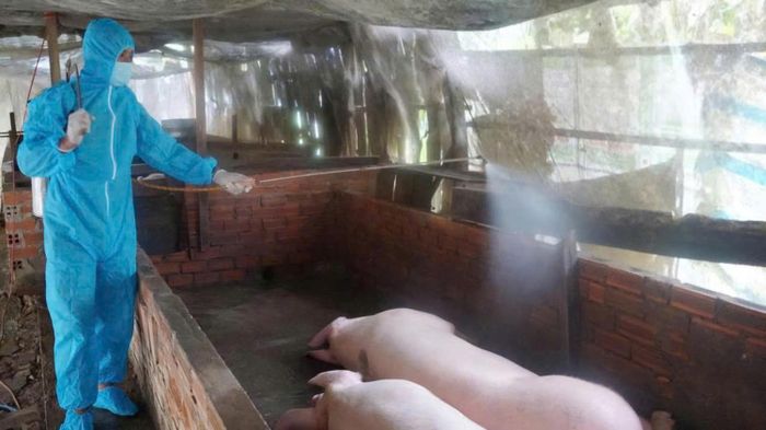  Lực lượng chức năng phun hóa chất tiêu độc, khử trùng chuồng nuôi có heo mắc bệnh dịch tả heo châu Phi trên địa bàn xã Trần Văn Thời, tỉnh Cà Mau. Ảnh: TẤN THÁI 