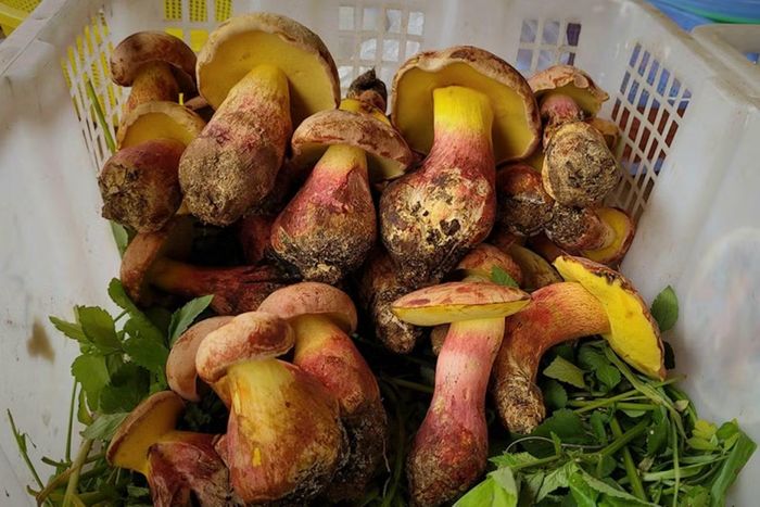Nấm Lanmaoa asiatica có mặt tại nhiều quốc gia trên thế giới.