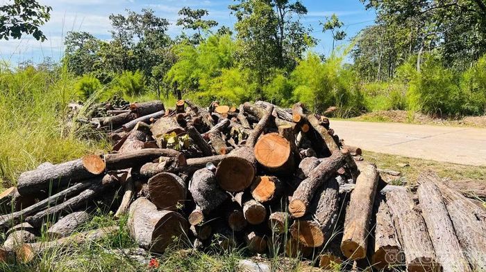 Khai thác hơn 117m³ gỗ, củi phục vụ thi công kênh thủy lợi Ia Mơr. Ảnh Trần Hiền