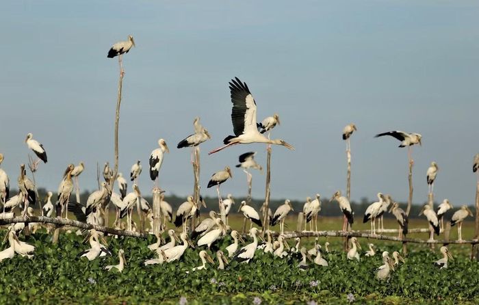 Bãi sậy sông Đầm là mái nhà yên bình của nhiều loài chim, trong đó có cả cò nhạn. Ảnh: Đ.T