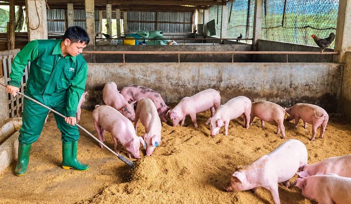 Nuôi lợn hữu cơ theo mô hình của Tập đoàn Quế Lâm.
