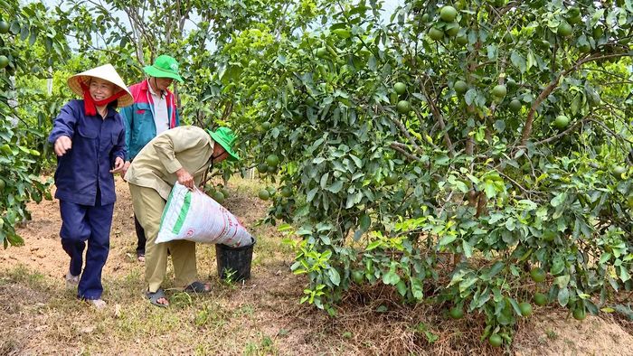Canh tác theo hướng hữu cơ mang lại năng suất và giá trị vượt trội cho người nông dân.