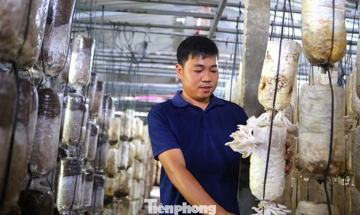 Anh Đức cho biết, để nấm sinh trưởng tốt, gia đình thường xuyên theo dõi nhiệt độ, độ ẩm trong khu trồng, chủ động điều chỉnh điều kiện chăm sóc. Nấm bào ngư thường cần khoảng 45-60 ngày từ khi cấy giống đến lúc thu hoạch; mỗi phôi có thể thu hoạch trong khoảng 3 tháng. Đến nay, cơ sở sản xuất hơn 30 tấn nấm mỗi năm, doanh thu khoảng 1 tỉ đồng, lợi nhuận ước đạt 300 triệu đồng sau khi trừ chi phí.