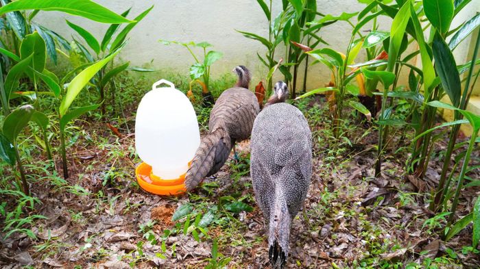 Chim trĩ sao được chuyển giao về Huế và được đưa vào điều kiện nuôi nhốt bán tự nhiên.