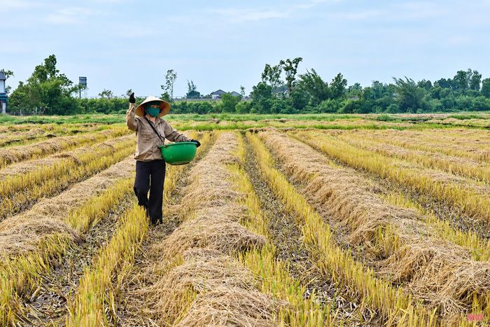 Trong giai đoạn 2021-2025, một số mô hình nông nghiệp sinh thái, hữu cơ, tuần hoàn trong lĩnh vực trồng trọt bước đầu được hình thành