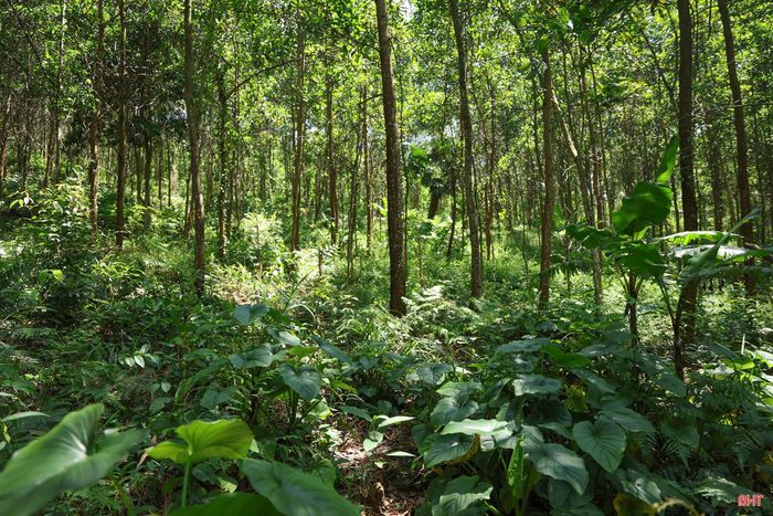 Hà Tĩnh đã phát triển hơn 1.300 ha cây thiên niên kiện dưới tán rừng với sự tham gia của hàng trăm tổ chức, hộ gia đình, cá nhân.