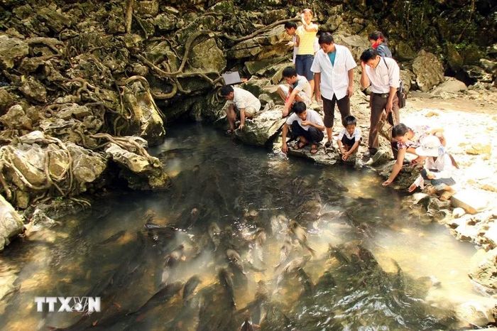 Khách du lịch thăm quan tại suối cá Cẩm Lương. (Ảnh: Huy Hùng/TTXVN)