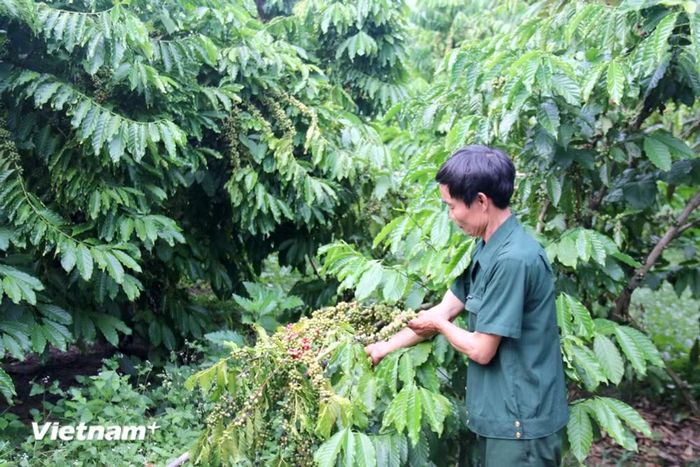 Người dân tại xã La Dạ chuyển đổi mô hình trồng càphê cho hiệu quả kinh tế cao. (Ảnh: Vietnam+)