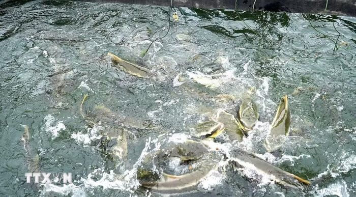 Cá bớp có giá trị kinh tế cao được ngư dân ven biển, đảo tỉnh An Giang thả nuôi phổ biến. (Ảnh: Văn Sỹ/TTXVN)