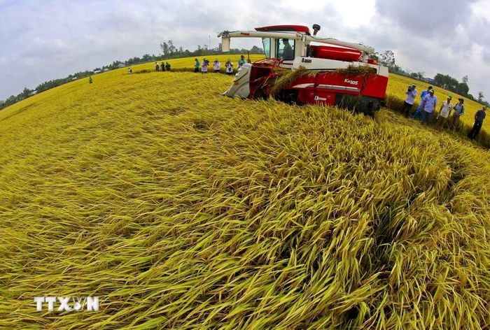 Mô hình canh tác lúa thông minh phát thải thấp gắn với tăng trưởng xanh được triển khai tại Cần Thơ mang lại lợi nhuận cao gấp đôi so với phương pháp truyền thống, đồng thời góp phần bảo vệ môi trường. (Ảnh: Duy Khương/TTXVN)