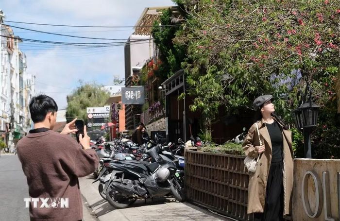 Du khách chụp hình check-in cùng cây đào trong khuôn viên một quán cà phê trên đường Nguyễn Chí Thanh (phường Xuân Hương-Đà Lạt, Lâm Đồng). (Ảnh: Nguyễn Dũng/TTXVN)
