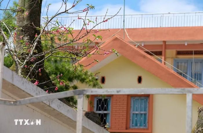 Hoa đào khoe sắc bên căn biệt thự trên đường Phù Đổng Thiên Vương, phường Lâm Viê-Đà Lạt. (Ảnh: Nguyễn Dũng/TTXVN)