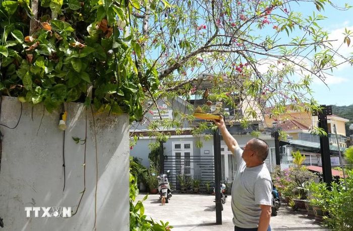 Theo chủ ngôi nhà trên đường Trần Hưng Đạo (phường Xuân Hương-Đà Lạt) này, đây là lần đầu tiên hoa đào nở sớm như vậy mà không cần tuốt lá, tưới nước như mọi năm. (Ảnh: Nguyễn Dũng/TTXVN)