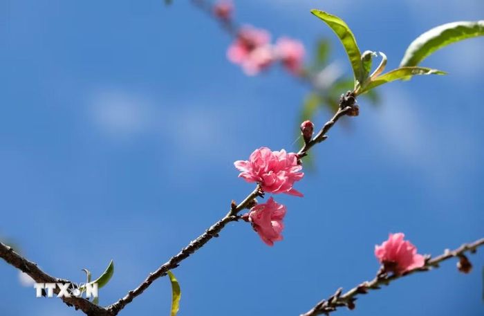 Trong nội ô Đà Lạt được người dân trồng nhiều giống đào khác nhau. (Ảnh: Nguyễn Dũng/TTXVN)