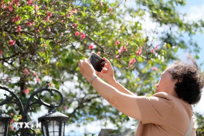 Một du khách người Hà Nội thích thú khi phát hiện hoa đào nở sớm ở Đà Lạt dù còn vài tháng nữa mới đến Tết. (Ảnh: Nguyễn Dũng/TTXVN)